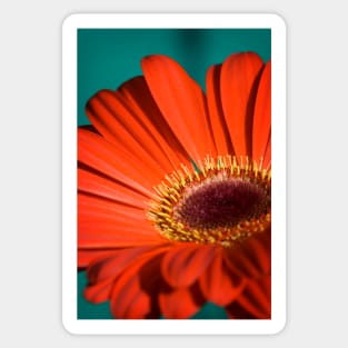 Red Gerbera I Sticker